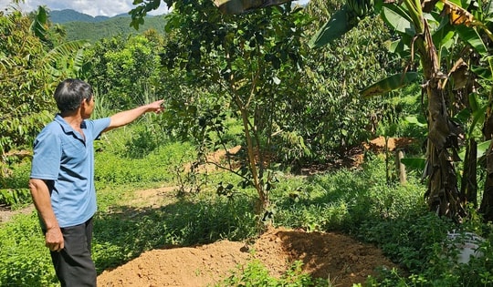 Lợn chết hàng loạt, người dân đào sẵn hố chờ tiêu huỷ thay vì bán tháo