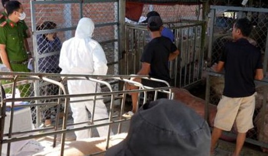 Phát hiện lợn nhiễm dịch tả lợn châu Phi sắp 'biến' thành lạp xưởng