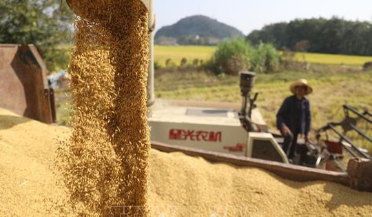 Thị trường nông sản: Sản lượng ngũ cốc vụ Hè của Trung Quốc đạt mức cao thứ hai lịch sử