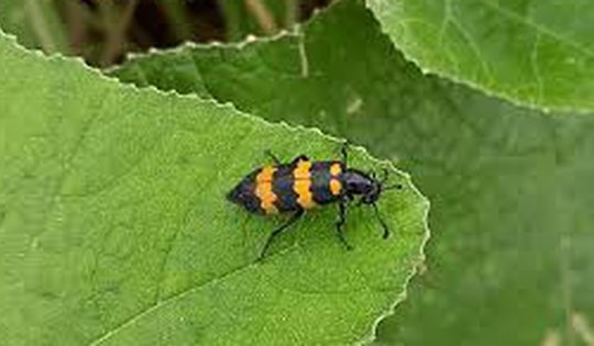 Người đàn ông tử vong sau khi ăn bọ nghi là sâu ban miêu vì tưởng là thuốc quý