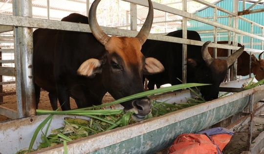 Đàn bò tót lai quý hiếm ở Vườn quốc gia Núi Chúa – Phước Bình cần chiến lược bảo tồn và phát triển