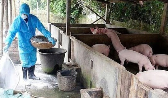 Dịch tả lợn Châu Phi làm chết hơn 30.000 con: Chủ động triển khai các chính sách hỗ trợ người chăn nuôi bị thiệt hại