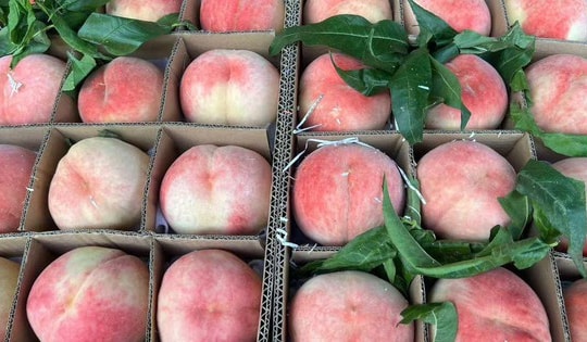 Một loại đào của Trung Quốc đổ bộ thị trường Việt, giá vài chục nghìn đồng/quả