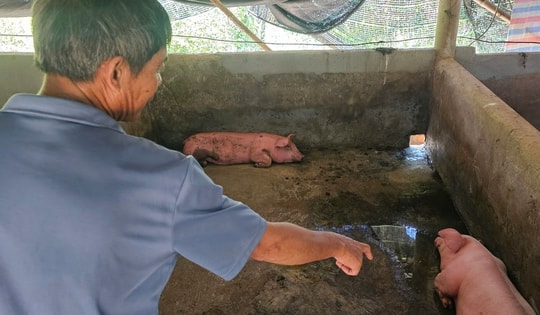 Huế tăng cường phòng chống dịch sau khi một xã có nhiều con lợn chết