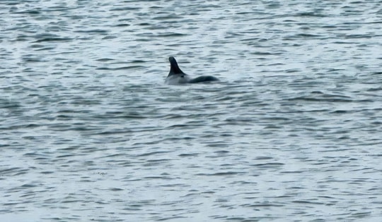 Video người dân thích thú xem cá heo bơi lượn tại bãi biển Cửa Tùng