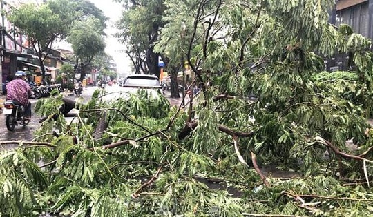 Cây xanh đổ hàng loạt tại Thành phố Hồ Chí Minh sau mưa giông