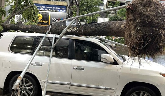 Ai sẽ phải chịu trách nhiệm khi cây đổ đè trúng ô tô sau dông lớn?