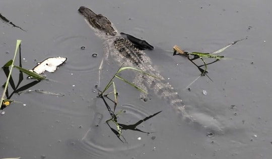 TP Hồ Chí Minh: Triển khai lực lượng tìm bắt cá sấu xuất hiện ở kênh Nước Đen