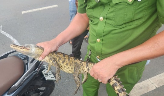 TPHCM: Bắt được cá sấu xuất hiện trên kênh Nước Đen