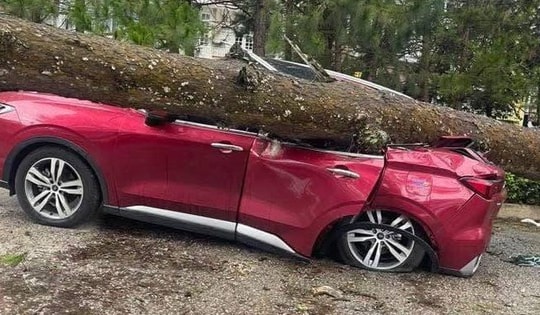Cây xanh đổ đè bẹp ô tô ở Đà Lạt