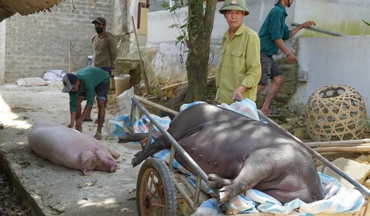 Người dân trắng tay vì dịch tả lợn châu Phi