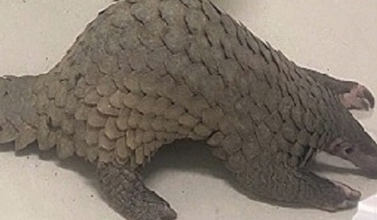 Mua bán tê tê quý hiếm làm món nhậu, 3 người bị tạm giữ