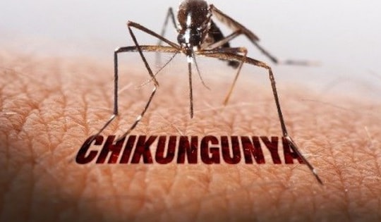 WHO cảnh báo nguy cơ lây lan cao của virus Chikungunya