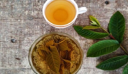 Uống nước lá ổi thay nước lọc hằng ngày gây hại như thế nào?