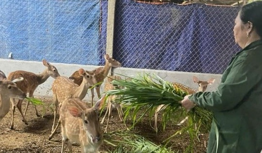 Trang trại mua nhung hươu tươi, hươu giống uy tín tại Hương Sơn - Hà Tĩnh