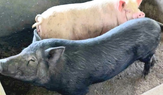 Lo sợ dịch tả lợn châu Phi, người dân rủ nhau 'đụng lợn' để ăn dần