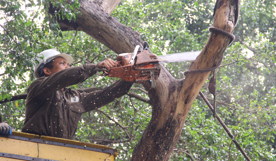 Hà Nội sắp di chuyển, chặt hạ 24 cây xanh trên phố Hùng Vương