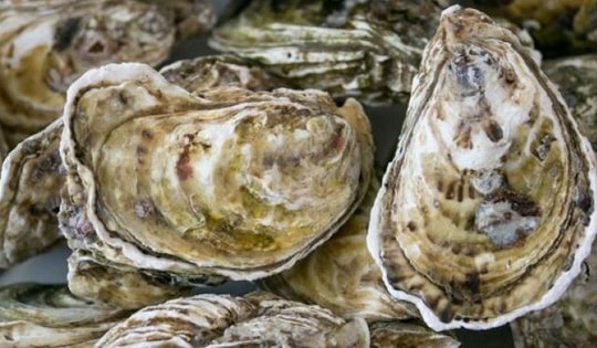 Vỏ hàu thường bị bỏ đi lại là vị thuốc tốt không ngờ