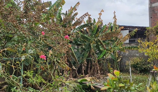 Nhà máy bột giặt nhận trách nhiệm vụ rò rỉ hóa chất làm một vài người dân phải nhập viện