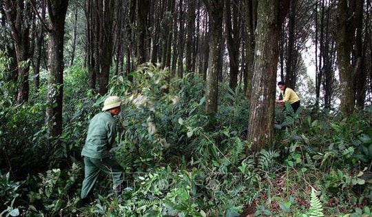 Chó sói hoang dã tấn công gia súc khiến 50 con trâu, bò bị chết ở Điện Biên