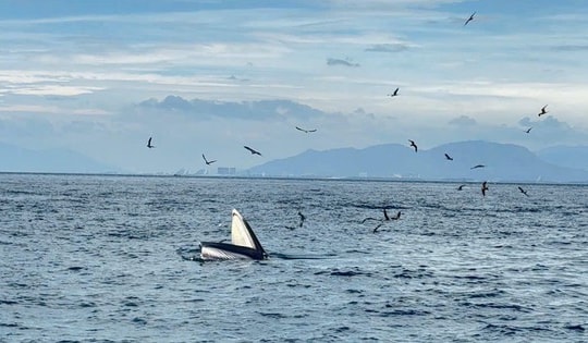 Du khách thích thú khi tận mắt thấy cá voi săn mồi trên biển Nha Trang