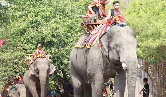 Kêu gọi ngừng hoạt động cưỡi voi, đưa voi về rừng