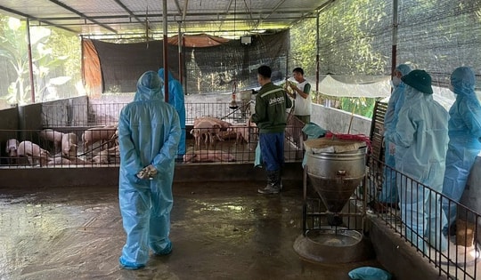 Sử dụng lợn, gà bệnh làm thực phẩm có thể bị phạt tới 20 năm tù