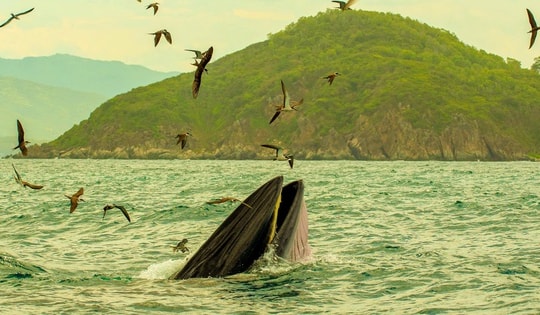 Cận cảnh loài cá voi quý hiếm săn mồi trên biển Nha Trang