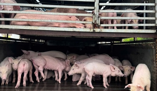 Phát hiện gần 100 con lợn bệnh trên xe tải chở rau củ quả