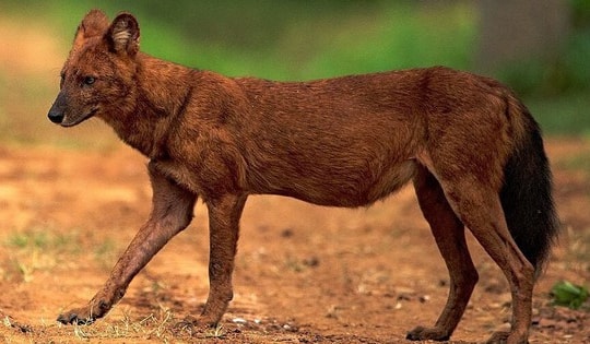 Đàn sói hoang tấn công gia súc ở Điện Biên là loài quý hiếm nguy cấp cần bảo tồn