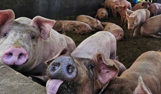 Triển khai các biện pháp cấp bách khống chế dịch tả lợn châu Phi