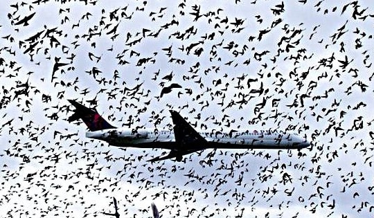 Chim đe dọa an toàn bay, Cục Hàng không ra lệnh kiểm soát chặt