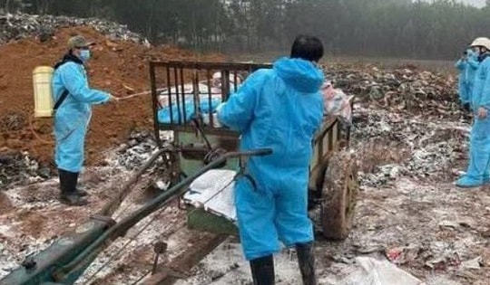 Thanh Hóa: Tiêu hủy gần 7.000 con lợn bị bệnh dịch tả lợn châu Phi