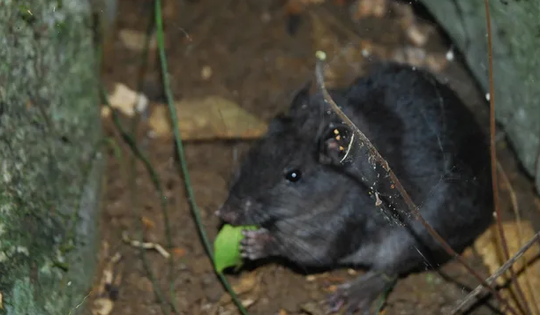 Loài chuột tưởng tuyệt chủng 11 triệu năm được bẫy ảnh ghi nhận kiếm ăn ngoài tự nhiên