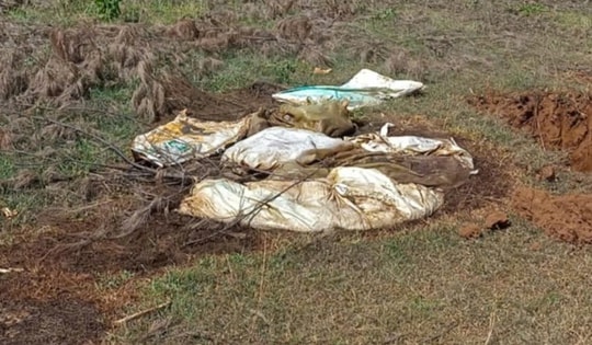 Nhiều bao tải xác lợn chết vứt ra môi trường giữa lúc dịch bệnh phức tạp