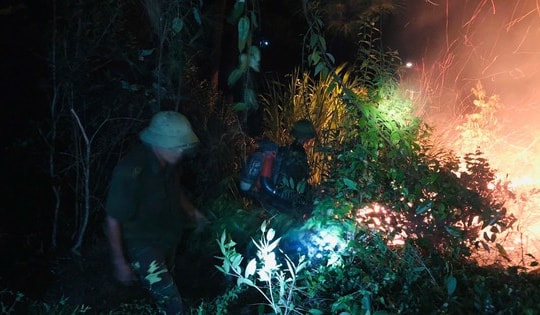 Hơn 300 người nỗ lực dập lửa cứu rừng thông tại Nghệ An