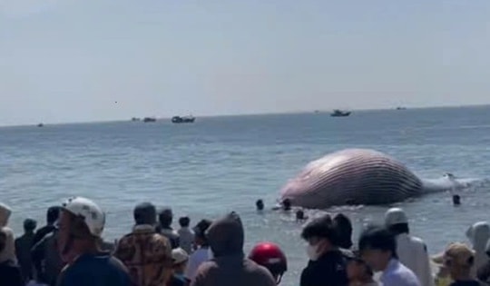 Xác cá voi gần 8 tấn, dài hơn 11 mét trôi dạt vào bờ biển Lâm Đồng