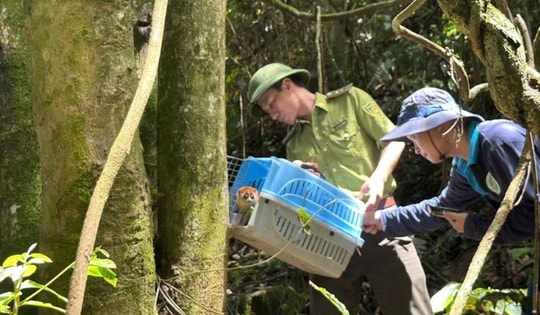 Tái thả 59 cá thể động vật quý hiếm về rừng Pù Hu