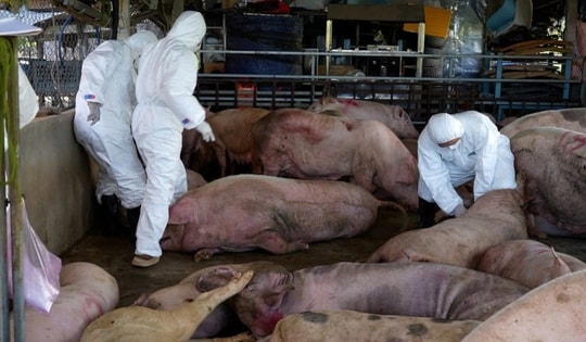 Dịch tả lợn châu Phi bùng phát tại 30/34 tỉnh, thành: Nguyên nhân nào 'đẩy' ngành chăn nuôi vào 'báo động đỏ'?