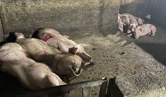 Hà Nội sẽ xử lý dứt điểm hơn 700 cơ sở giết mổ gia súc tự phát