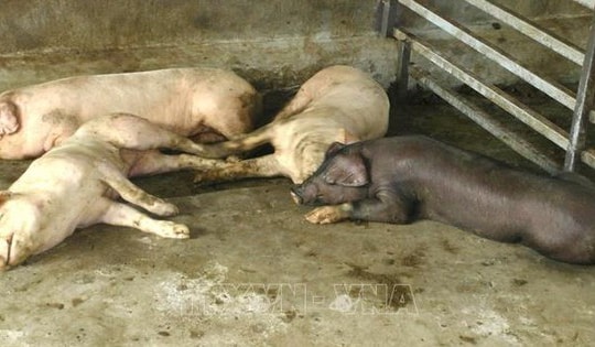 Xuất hiện dịch tả lợn châu Phi tại 22 xã, phường Hà Nội