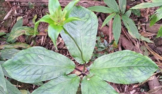 Thất diệp nhất chi hoa dưới tán rừng Quảng Trị quý hiếm ra sao?