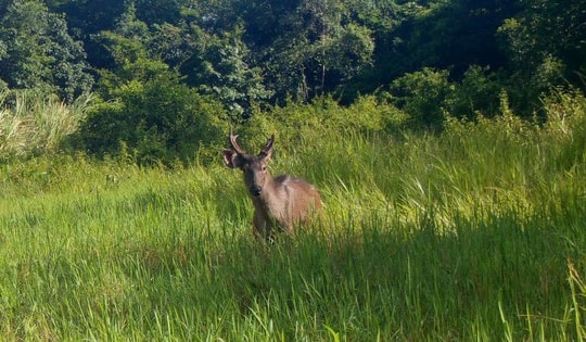 Động vật quý hiếm có tên trong Sách đỏ Việt Nam liên tục xuất hiện ở Vườn quốc gia Chư Mom Ray.