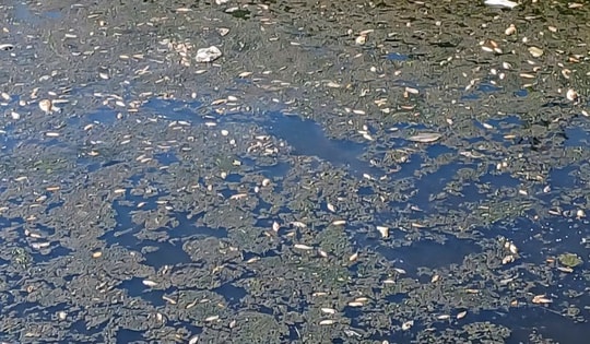 Xuất hiện cá chết tại kênh nước ở khu công nghiệp