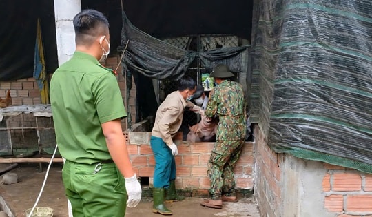 Dịch tả lợn châu Phi ở Huế xảy ra cục bộ, khuyến cáo chăn nuôi an toàn sinh học