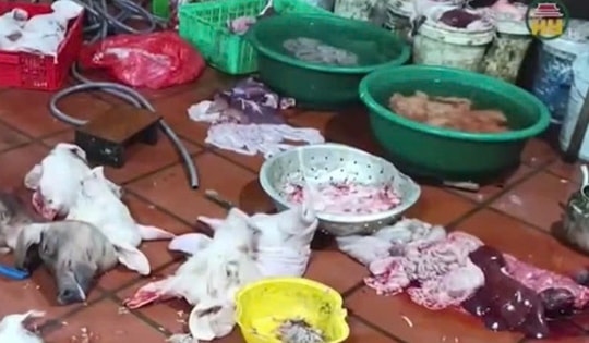 Mua lợn nhiễm dịch tả lợn châu Phi đem về mổ, bán kiếm lời