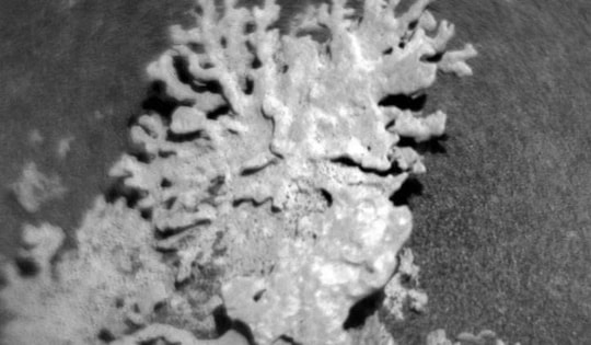 Phát hiện 'san hô' hóa thạch hàng tỷ năm tuổi trên Sao Hỏa