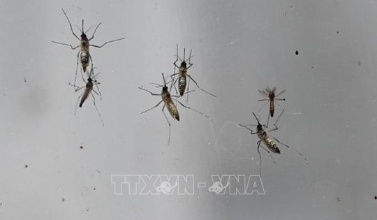 Hàng nghìn ca mắc bệnh, Trung Quốc ráo riết kiểm soát dịch Chikungunya