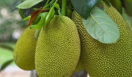 Bài thuốc chữa bệnh từ cây mít