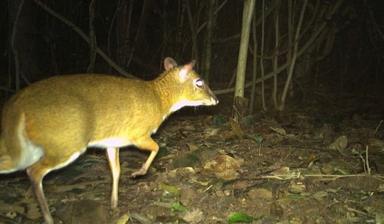 Loài thú móng guốc nhỏ bé, quý hiếm nằm trong Sách đỏ được ghi nhận tại Phong Nha